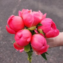 작약 생화 1송이 연핑크 농장직송 생화택배 꽃도매 양재꽃시장, 코랄