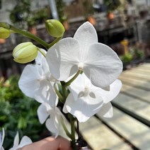 대성식물 호접란 화이트 서양난 도자기모양 화분 키우기실내 거실화분 개업축하화분 꽃 선물