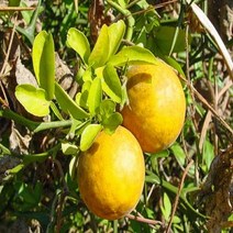 묘목/탱자나무/실생3년 뿌리묘(5주묶음) N186