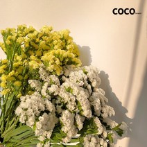 [코코 플라워] 스타티스 스타치스 파스텔톤 생화택배 꽃배달싼곳 반단 한단, 흰색