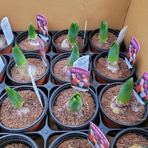 3개발송 식물도매 대량구매 구근 히야신스 색상랜덤 22