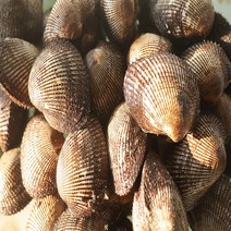 국산 당일조업 남해 피꼬막 피조개 1kg, 피꼬막 1kg 20미내외