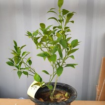 [밋유] 레드향 나무 (결실주) 화분 dnee1w+11768sa!