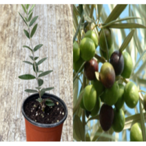(성실G)올리브묘목 (5치포트) 1그루