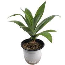 온정농원 아가베아테누아타 특최상급 40cm, 1개