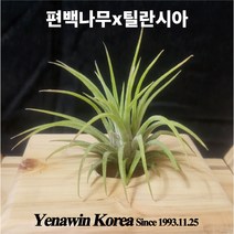 편백나무로 틸란시아 키우기 틸란시아 틸란드시아 이오난사 공중식물 에어플랜트 공기정화식물, 1세트(이오난사 포함)