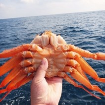 국내산 활 자숙 울진 구룡포 박달홍게 3.5kg 제철 연지홍게 대게, 박달홍게 3.5kg(8~11미 내외)