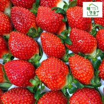 밀양 프리미엄 귀한 신품종 딸기 600/800g 죽향/설향/메리퀸, 설향 800~900g/24과~30과내외