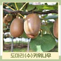 키위나무 묘목 숫나무 수분수 도마리 접목2년생 뿌리묘 1개