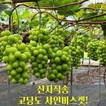 [산지직송] 고당도 샤인머스켓 망고포도 가정용 선물용 2kg 김천, 샤인머스켓 2kg 가정용(3~4수)