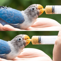 아기새 이유식 150g 영양제 먹이, 주사기 X