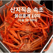 [오늘의 마켓]산지직송 속초 붉은 홍게 10마리(수율70~80%) 당일조업 제철 홍게, 3KG(10미)