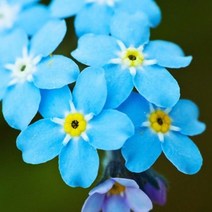 해바라기씨 백일초 키우기 쉽고 사계절 살기 쉬운 라벤더씨 사계절 심을 수 있음 순환 개화 풀씨 바닐라씨 해바라기씨 10000곡 + 화분용 흙비료, 100 Forget Me Not Seeds + 화분