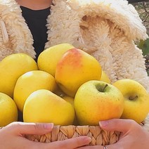 [우주최강리테일]경북 재배 프리미엄 황금사과 시나노골드 2kg 가정용 대과 과수 6개 내외, 황금사과5kg 13~14개