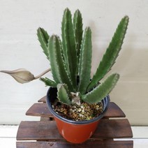 [성심]우각(소)-선인장050