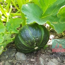 밤호박_프리미엄과(340-500g)_단호박_제주도_2kg_미니밤호박 49E3, 상세페이지 참조