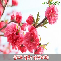 착한가격나무생각/홍도화/1등묘/뿌리묘/5주, 주