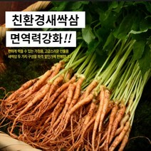 대숲맑은 새싹삼 새싹인삼 100뿌리 산지직송 몸에좋은 GAP인증, *미니 가정용 200뿌리 (15cm 전후)