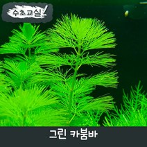 [수초교실] 치어 은신처로 좋은 수초 그린 카붐바, 3촉