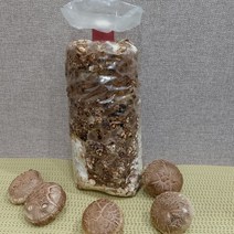 집에서 표고버섯 키우기 어린이체험용 키트 무농약 친환경 버섯배지, 1개