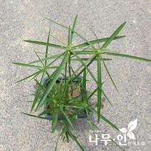 [나무인] 시페루스 수생식물, 1개