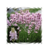 꽃씨 허브-라벤다 잉글리쉬라벤다 핑크 40립 K594