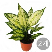 도도팜 1+1 스파트필름/ 호야 테이블야자 고무나무 행운목 스킨답서스 아이비 천냥금 파키라 율마 금전수 나도풍란 리사호야 금전수 보석금전수 문샤인 스투키 토분 공기정화식물, 15. (2개) 스노우 사파이어 1개