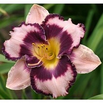 야생화피어나라플라워 겹원추리 뿌리( 에이지 오브 다크니스)