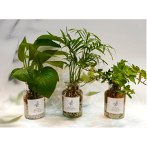 수경재배식물 집에서 키우기쉬운 식물 공기정화식물세트 몬스테라 아이비 스킨답서스 테이블야자 홍콩야자 아레카자야, 1스킨답서스세트