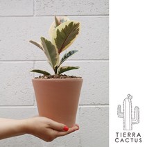 *티에라선인장* 화분포함 완제품 그림같은 예쁜잎을가진 공기정화식물 수채화 고무나무 - 토분 세라믹 2type, 화이트베이지 직선토분L (받침포함)