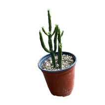 그린플랜트 다육식물 청산호 1+1