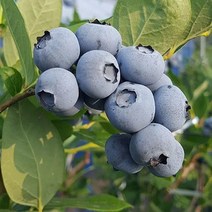 목하원예조경 블루베리나무 묘목 (M7) 2년생 포트묘