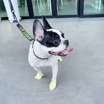[펫슈즈] 강아지 일회용 신발 애견용품 산책 1달세트(112매) 댕댕집사 개뿐슈즈, 소형(2~6kg)(1달 세트)