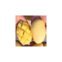 태국 망고 골드망고 2.5kg 선물 세트 보자기포함 항공