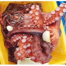 국내산 통영 자연산 활 돌문어 1.5kg, 단일상품(상품명참조), 단일상품(상품명참조)