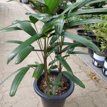 [성심] 관음죽(중)119