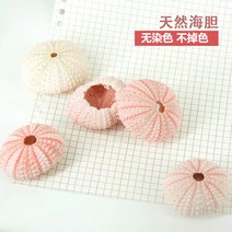 조개껍질 자연 성게 껍질 조가비 Tillandsia 화분 Coquillage 분재 지중해 조개 공예 홈 장식, A.A