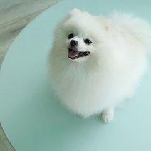 리포소홈 배변매트 강아지 애견 펫 방수 실리콘 애견매트 배변판 훈련, 민트 사각) 90x69