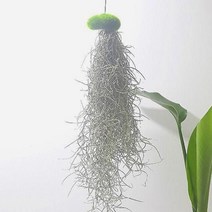 QEM284945이끼 수염틸란드시아(소) 인테리어식물, 단품