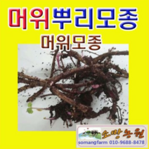 (소망)머위모종(2년차뿌리 종근 20개), 20개