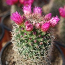 성성환 선인장 예쁜 다육식물 랜덤발송1-40, 단품