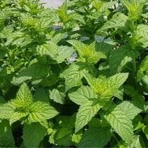 안산팜 허브 생잎 애플민트 스피아민트 페파민트 데코 모히토 겸용, 페파민트100g, 1개