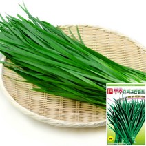 세경팜 잎채소 씨앗 텃밭 씨앗 상추키우기, 씨앗 - 부추