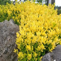 묘목/황금사철나무 키1m/10개 M283