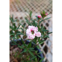 행복한꽃순이//호주매화(파스텔연핑크겹)