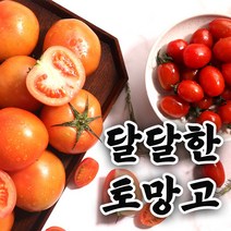 에스와이 스테비아토마토, 스테비아방울토마토 (500g) 1팩