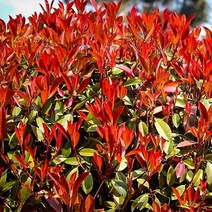 홍가시나무 묘목 - 레드로빈 조형 R4~5cm(분) 1개