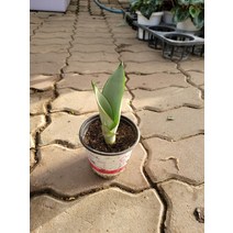 15~30cm 29 문샤인 산세베리아 소품, 1개