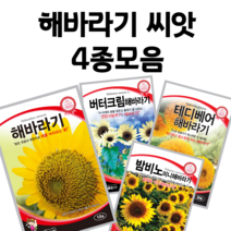 해바라기 씨앗 4종 모음 미니해바라기 씨앗 버터크림해바라기 꽃씨 테디베어 해바라기 꽃씨앗