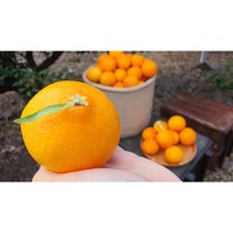 당도높은 제주 황금향 10kg, 황금향소과10kg